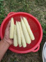 �������� ��������� ���� �������� Baby Corn